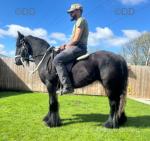 13hh Ride and Drive Mare