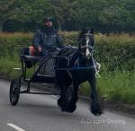13hh Ride and Drive Mare