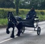 13hh Ride and Drive Mare