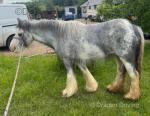 12hh Mare