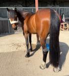 15hh Riding Mare