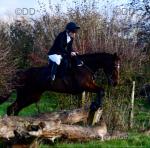 15hh Riding Mare
