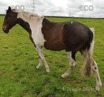 15.2hh Broodmare in Foal