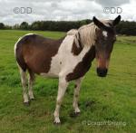 15.2hh Broodmare in Foal