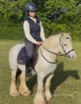 12hh Ride & Drive Gelding