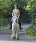 12hh Ride & Drive Gelding
