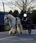 12hh Ride & Drive Gelding