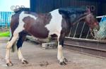 15.3hh Mare