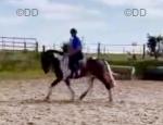 15.3hh Mare