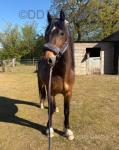Fairgrove Solomon, 3 Year Old Welsh Section D Gelding