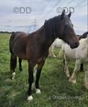 Fairgrove Solomon, 3 Year Old Welsh Section D Gelding