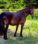 Maesyfaron Isobel, 14.2hh Mare