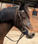 Maesyfaron Isobel, 14.2hh Mare