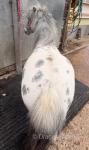 7hh Ride & Drive Shetland Stallion 