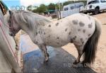 7hh Ride & Drive Shetland Stallion 