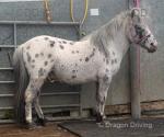 7hh Ride & Drive Shetland Stallion 