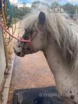 7hh Ride & Drive Shetland Stallion 