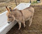 Donkey Filly Foal