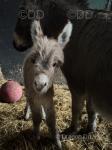 Donkey Filly Foal