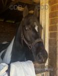 Ace, 14.2hh Ride & Drive Gelding
