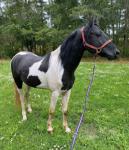 Ace, 14.2hh Ride & Drive Gelding