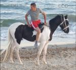 Ace, 14.2hh Ride & Drive Gelding
