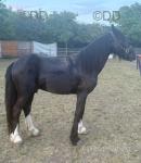 2 Year Old Gelding