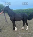 2 Year Old Gelding