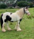 12.1hh Ride & Drive Mare 