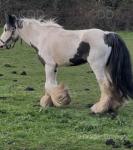 12.1hh Ride & Drive Mare 