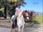 12hh Riding Mare