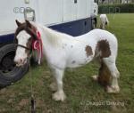 12hh Riding Mare