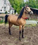 14.2hh Welsh Section D Gelding