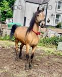 14.2hh Welsh Section D Gelding