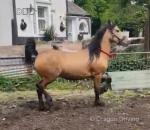 14.2hh Welsh Section D Gelding
