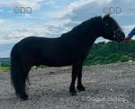 3 Year Old Shetland Colt