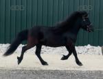3 Year Old Shetland Colt