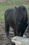 3 Year Old Shetland Colt