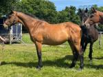 16hh Mare
