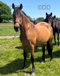 16hh Mare