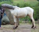 Yearling Colt 