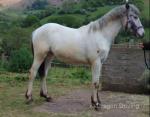 Yearling Colt 