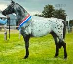 Yearling Colt 