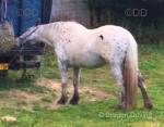Yearling Colt 