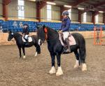 Willow, 14.2hh Riding Mare