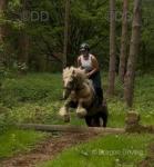 Belle, 14.1hh Riding Mare