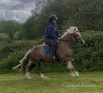 Belle, 14.1hh Riding Mare