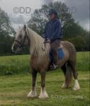 Belle, 14.1hh Riding Mare