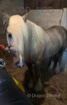 Belle, 14.1hh Riding Mare