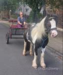 12hh Gelding